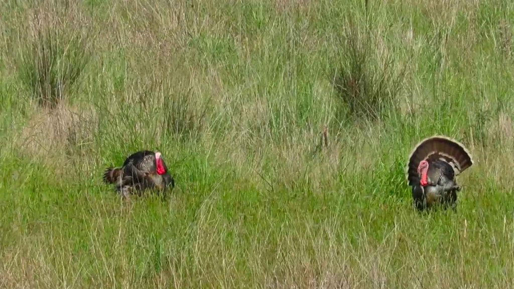 Big K Ranch Turkey Hunt